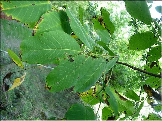 juglans_regia