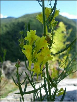 linaria_angustissima