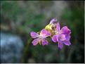 petrorhargia_prolifera
