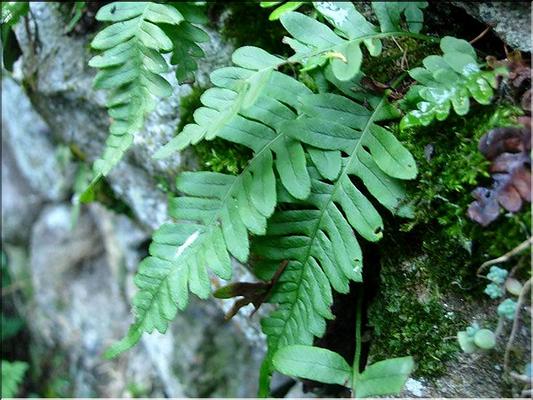 polypodium_vulgaris