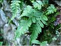 polypodium_vulgaris