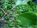prunus_avium
