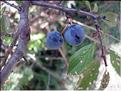 prunus_spinosus