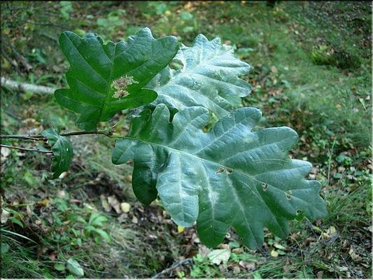 quercus_robur