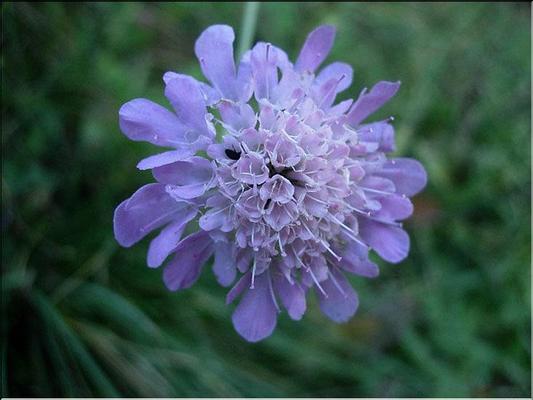 scabiosa_columbaria