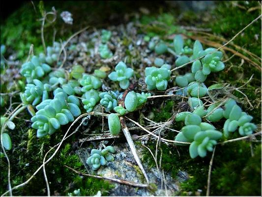 sedum_dasyphyllum