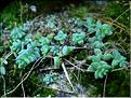 sedum_dasyphyllum