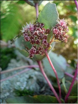 sedum_telephium