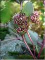 sedum_telephium