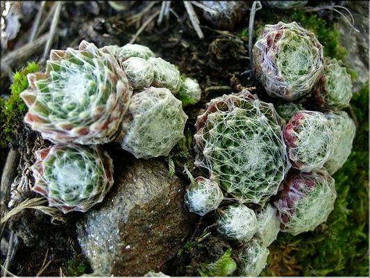 sempervivum_arachnoideum