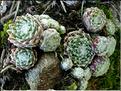 sempervivum_arachnoideum
