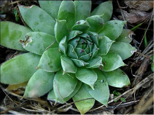 sempervivum_tectorum1