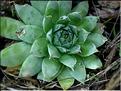 sempervivum_tectorum1
