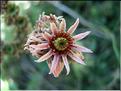 sempervivum_tectorum2
