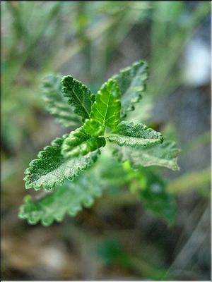teucrium_chamaedrys