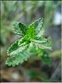 teucrium_chamaedrys