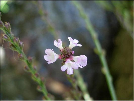 verbena_officinalis