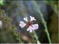 verbena_officinalis