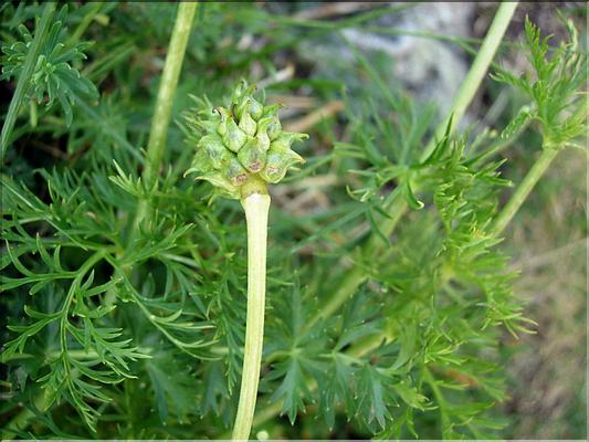 adonisPyrenaica6770