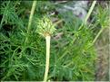 adonisPyrenaica6770