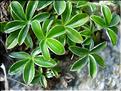 alchemillaSaxatilis6747