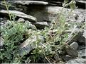 artemisiaUmbilliformis6875