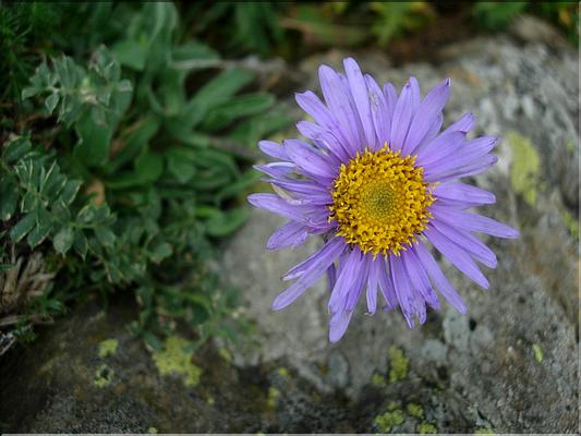 asterAlpinus794