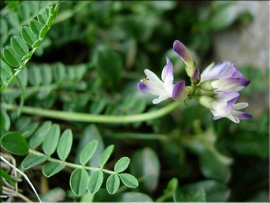astragalusAlpinus6870