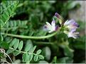 astragalusAlpinus6870