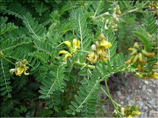 astragalusPenduliflorus6880
