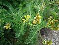 astragalusPenduliflorus6880