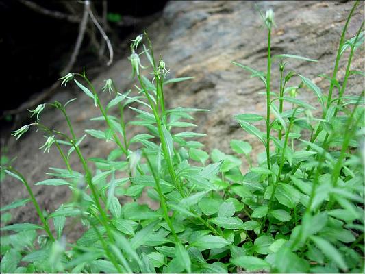 campanulaCochlearifolia6789