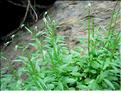 campanulaCochlearifolia6789
