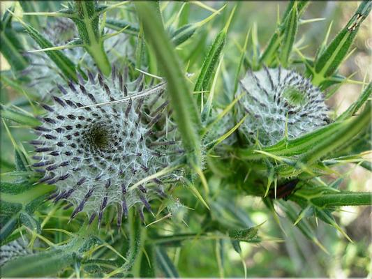Cirsium-eriophorum6725