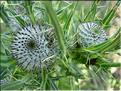 Cirsium-eriophorum6725