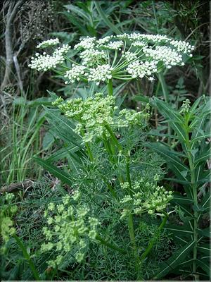 Coritospermum-lucidum6695