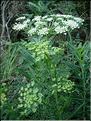 Coritospermum-lucidum6695