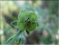 Cynoglossum-officinale6724