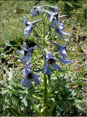 Delphinium-montanum6763