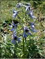 Delphinium-montanum6763