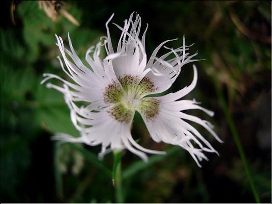 dianthusHyssopifolius6882