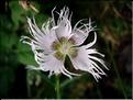 dianthusHyssopifolius6882