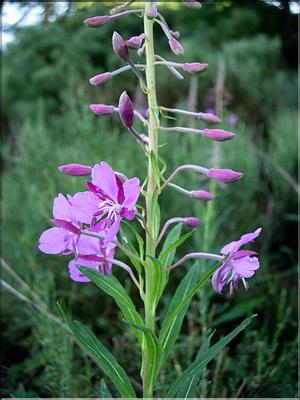 epilobiumAngustifolium6694