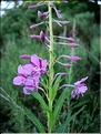 epilobiumAngustifolium6694