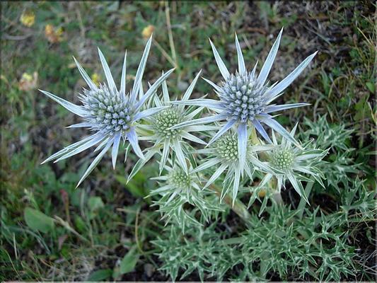Eryngium-bourgatii6713