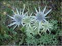 Eryngium-bourgatii6713