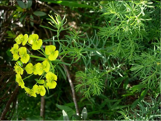 euphorbiaCyparissias6815