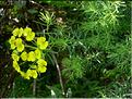 euphorbiaCyparissias6815