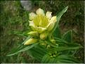 Gentiana-burseri6803