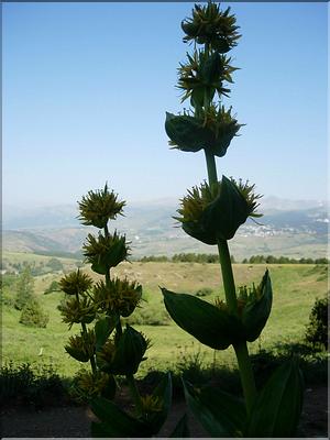 Gentiana-lutea6705